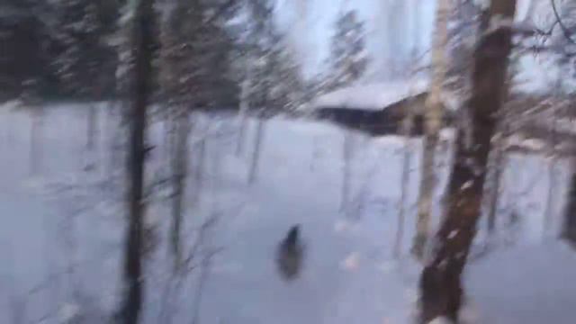 медведь напал на собак смотреть онлайн