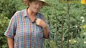 Как получить семена лука чернушки?