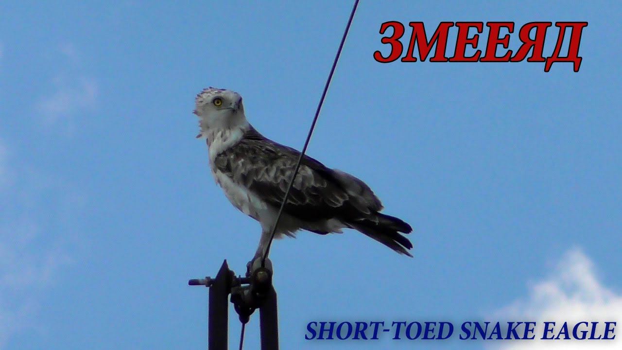 Редкий хищник - Змееяд (Circaetus gallicus) Short-toed snake eagle смотреть онлайн