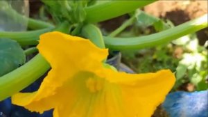 Как вырастить кабачки в контейнере? Очень просто!