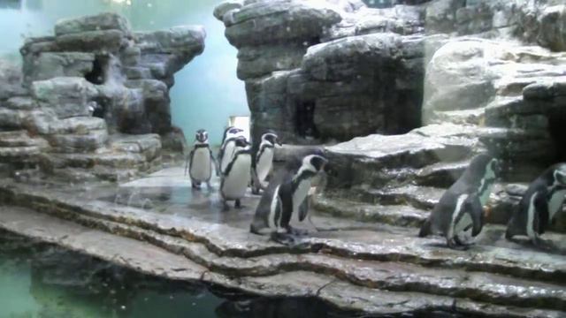 Прага. Зоопарк (25) смотреть онлайн