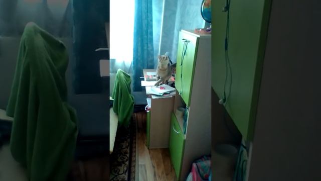 Кот лезит на потолок ? смотреть онлайн
