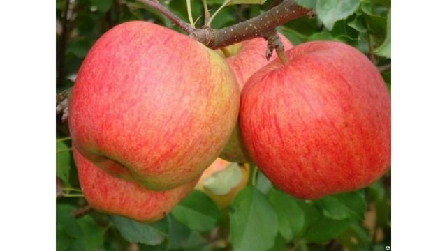 Беларусь может отказаться от импорта яблок смотреть онлайн