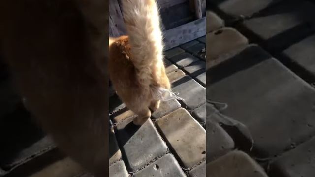 Любитель пакетов!! смотреть онлайн