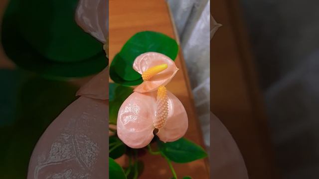 Антуриум Спирит смотреть онлайн