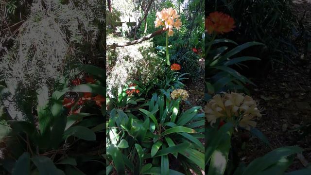 #clivia garden#tree canopy@kapcoastsunsetcliviaseascapes смотреть онлайн