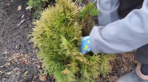 СТРИЖКА ТУИ ВЕСНОЙ.