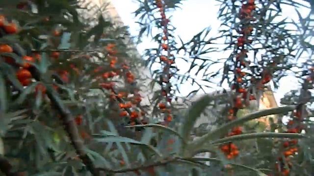 Сбор облепихи. Как омолодить куст облепихи смотреть онлайн