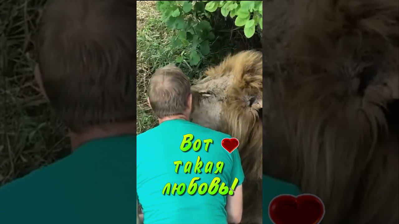 Что случилось? Нормальный же был директор. #тайган #олегзубков #лев #shortsvideo смотреть онлайн