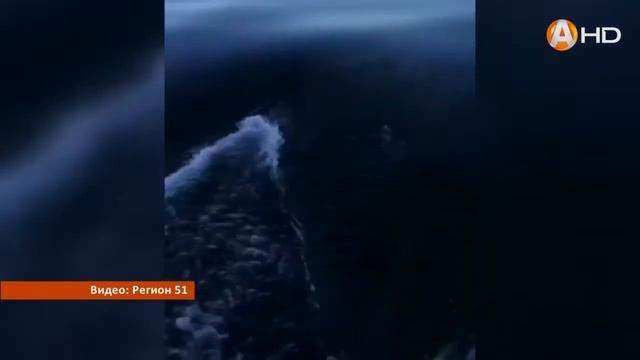 Дельфины резвятся в холодных водах Баренцева моря HD720 смотреть онлайн