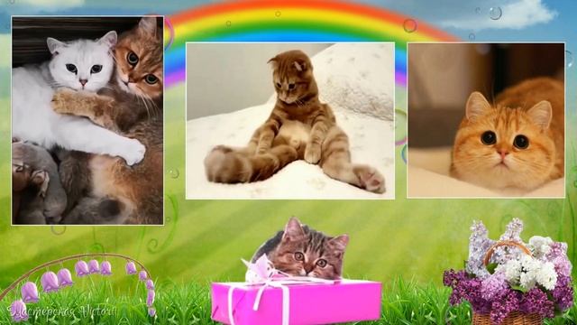 Которадуга. С международным днём кошек и первым днём весны! смотреть онлайн