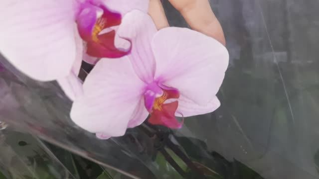 ОРХИДЕИ В САДОВОМ ЦЕНТРЕ ЛЕТТО//03.03.24// смотреть онлайн