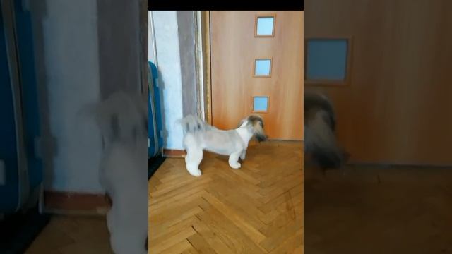 Радостная ши-тцу после стрижки смотреть онлайн