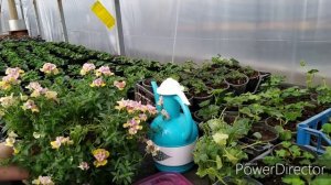 ЧЕРЕНКОВАНИЕ НЕМЕЗИИ и немного о ней.