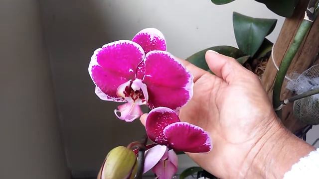 Bela froraçao aqui meu cultivo das phalaenopsis. ☺ 💐 ❤ смотреть онлайн
