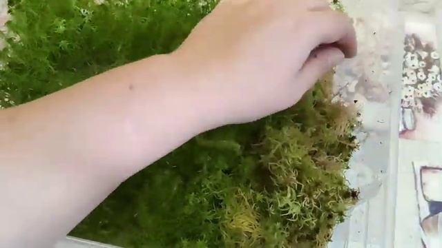 Просили? Подробная посадка на фитиль ?, тонкости полива?, как содержу живой мох.