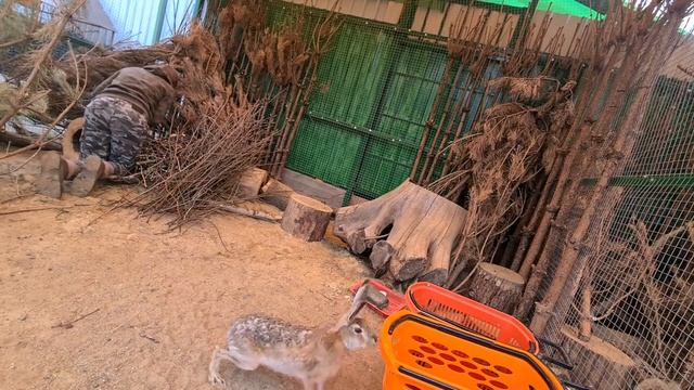 Куда пропал зайчонок? Мазурик поможет найти...