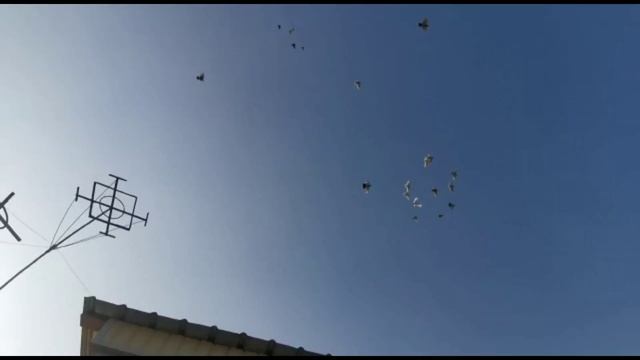 Красота бойных голубей полёт и игра в небе. Желтые и красные. Двухчубые голуби. Tauben. Pigeons смотреть онлайн