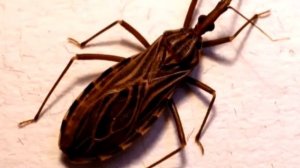 7 самых опасных насекомых в мире. Интересные факты о насекомых