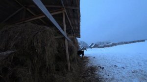 Выгодно ли выращивать телят на мясо? Продали телят.