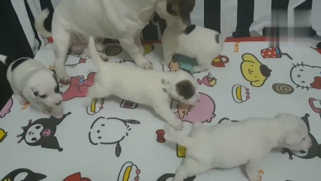 Как выглядят детеныши животных ??? Познаем Мир с Платоном? Познавательное видео для детей Animals смотреть онлайн