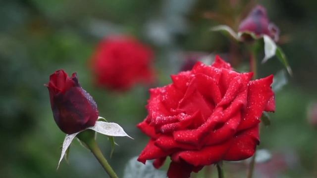 Музыка для энергетического заряда | Красивая музыка без слов | Розы смотреть онлайн
