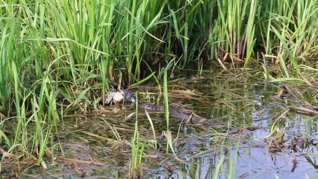 Уж слопал огромную лягушку. смотреть онлайн