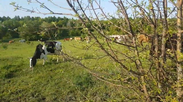 Пасем за себя день второй // крс // коровы смотреть онлайн