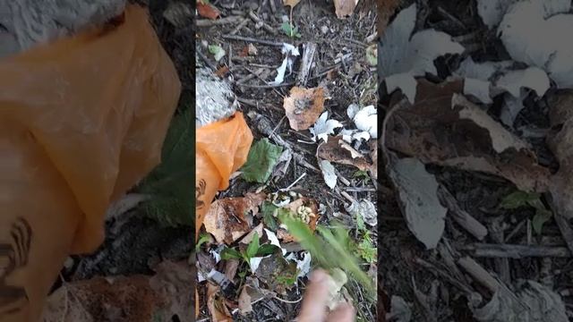 Белореченск земляные осы