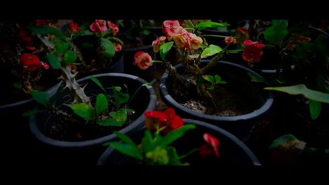 Canon 6d mark 2 TEST VIDEO смотреть онлайн