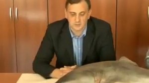 Правда об акулах в Приморье