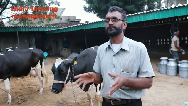 गाय ,भैसों में थनेला का रोग (बीमारी) |mastitis treatment in cow,buffalo,symptom смотреть онлайн