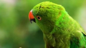 Необычные птицы для детей со звуком ? / экзотические птицы ? / звуки птиц