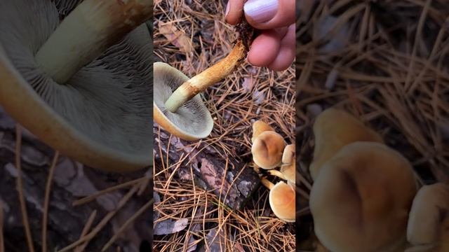 Как выглядит Ложноопёнок серно-жёлтый смотреть онлайн