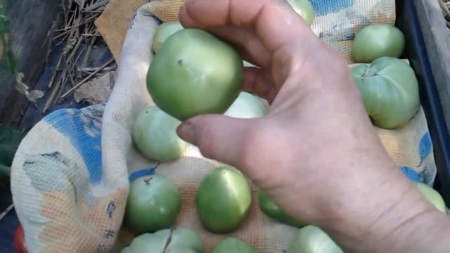 Как сохранить помидоры до зимы смотреть онлайн