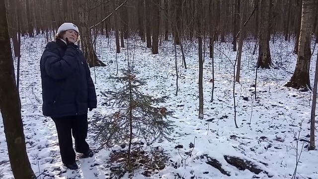 Музыкальное занятие "В зимнем лесу" смотреть онлайн