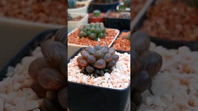 haworthia cooperi var. obtusa смотреть онлайн