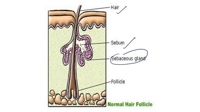 Reason behind oily skin / Oil gland /त्वचा तैलीय क्यों होती हैं ? / skin oily kyo hoti h?? oily fac смотреть онлайн