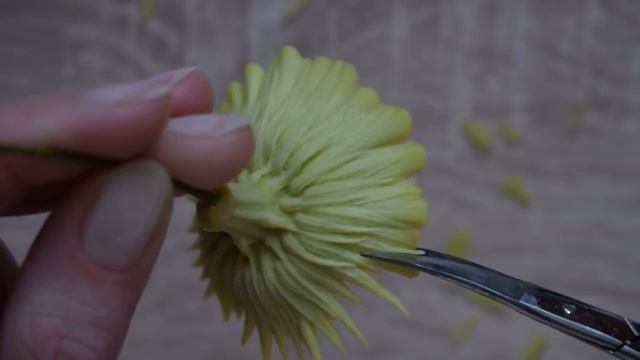 Чашелистик герберы/ Gerbera Sepals