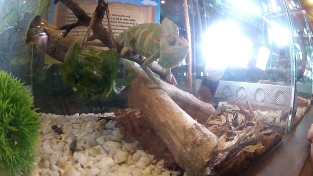 Контактный зоопарк в ТБИЛИСИ: FAUNA LAND (Фауна Лэнд). Развлечения для детей. Путешествие в Грузию смотреть онлайн