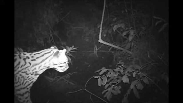 Ocelot Facial Close Up Camera Trap Tambopata Peru Clay Lick смотреть онлайн