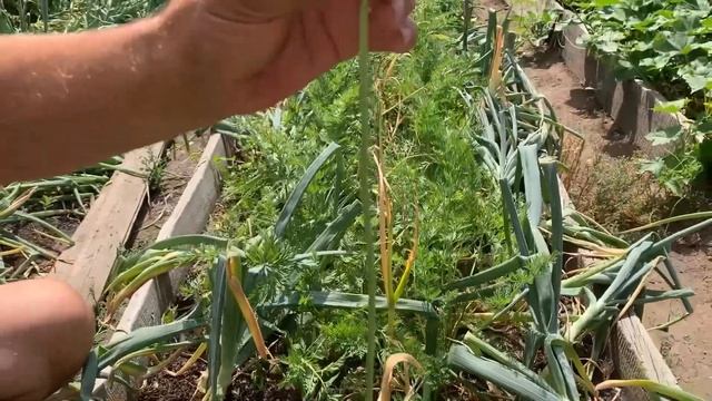 Как вырастить лук гигант? Что такое высокая грядка! смотреть онлайн