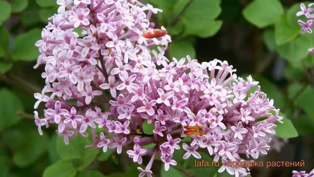 Сирень мейера Палибин (syringa meyeri palibin) ? Палибин обзор: как сажать, саженцы сирени Палибин смотреть онлайн