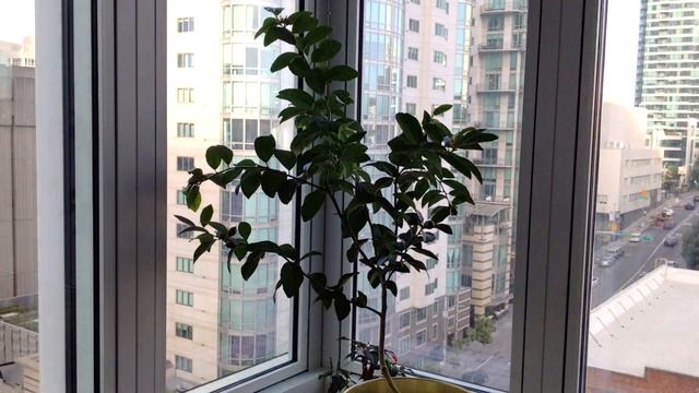 Citrus Lime Tree Time Lapse смотреть онлайн