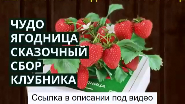 ЧУДО-ЯГОДНИЦА «СКАЗОЧНЫЙ СБОР» - КЛУБНИКА «АЛЬБИОН» В ДОМАШНИХ УСЛОВИЯХ КРУГЛЫЙ ГОД! смотреть онлайн