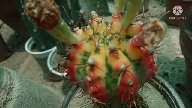 Gymnocalycium mihanovichii seedpod #02 смотреть онлайн