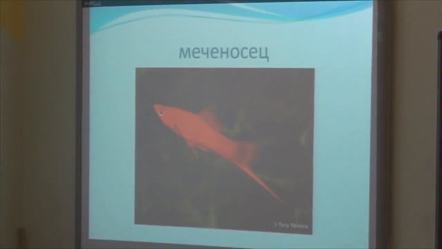 Окружающий мир. Про аквариум. смотреть онлайн