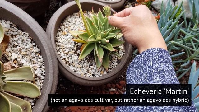 #9 How to propagate echeveria agavoides from leaves смотреть онлайн
