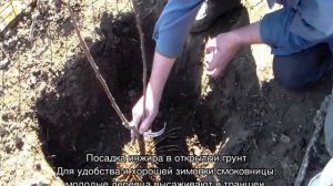 Инжир — уход и выращивание в открытом грунте, обрезка