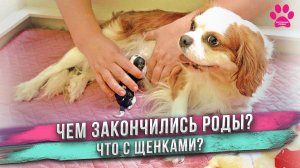 Самые сложные роды у собаки! Всё пошло не так...